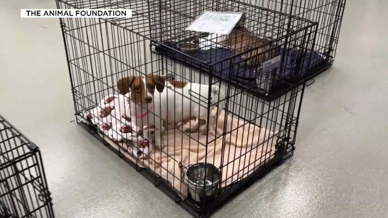 The Animal Foundation is facing a critical overcrowding crisis, taking in over 100 animals daily.