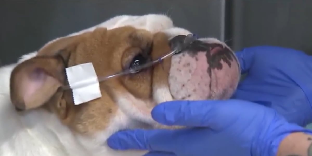 New laws in City of Las Vegas meant to prevent animal cruelty New laws in City of Las Vegas meant to prevent animal cruelty