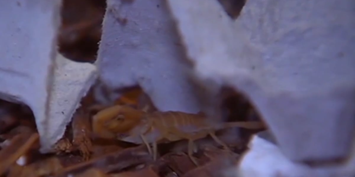 Warm temperatures in Las Vegas Valley could invite insects to hatch early Warm temperatures in Las Vegas Valley could invite insects to hatch early