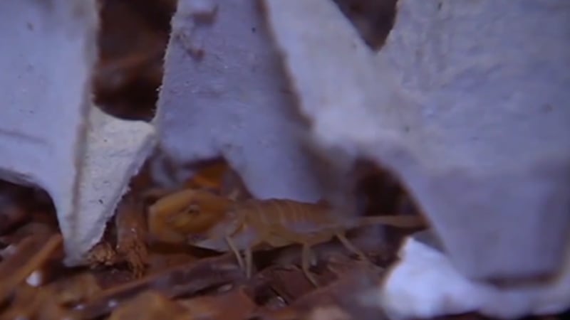 Photo of scorpion in Las Vegas Valley.