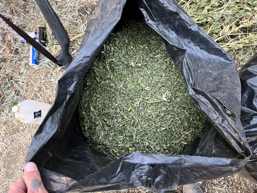 Nye County deputies say they located an illegal marijuana growing operation.