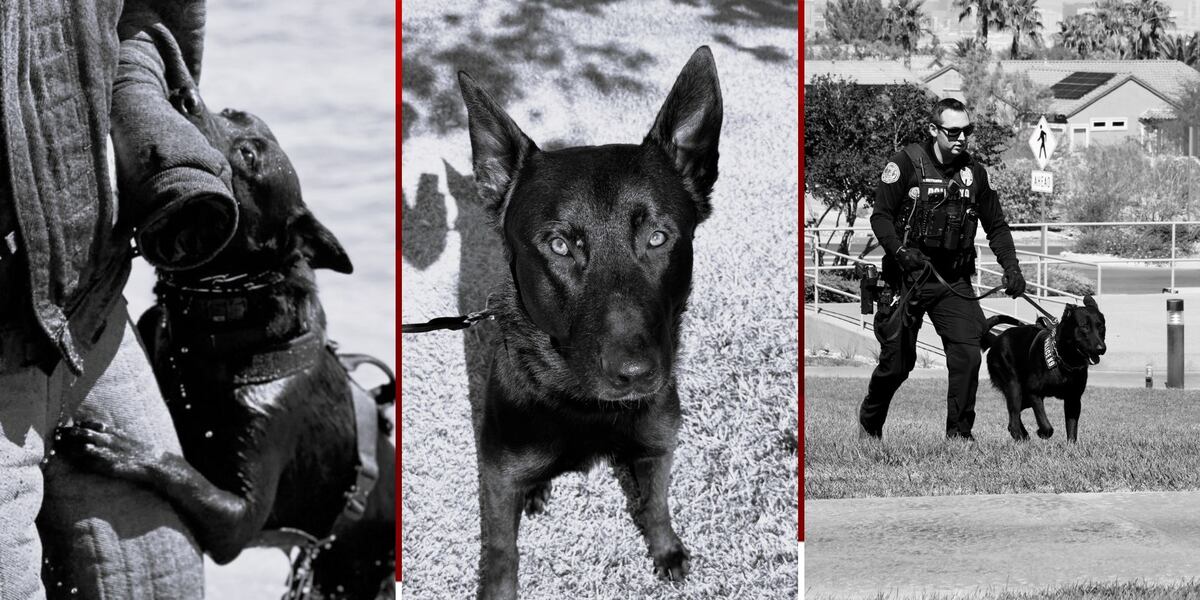 2-year-old Henderson police K9 passes away 2-year-old Henderson police K9 passes away