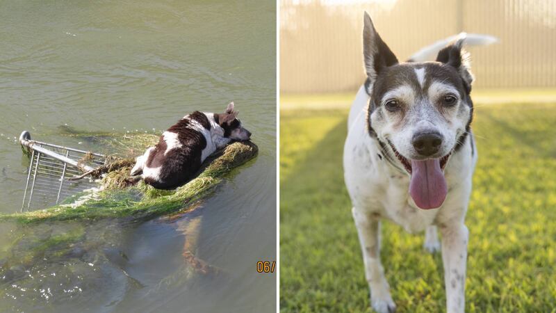 A 10-year-old Chihuahua mix named Dorothea has found her forever home after being rescued from...