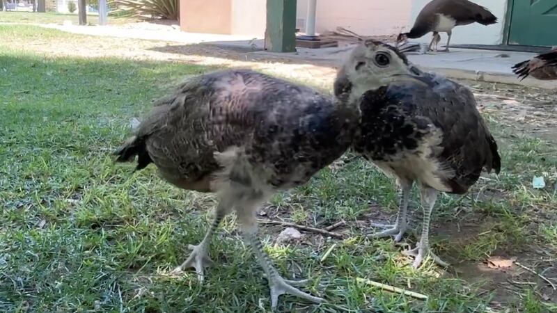 A Peafowl chick was born for the first time in over three years at a Las Vegas Valley park.