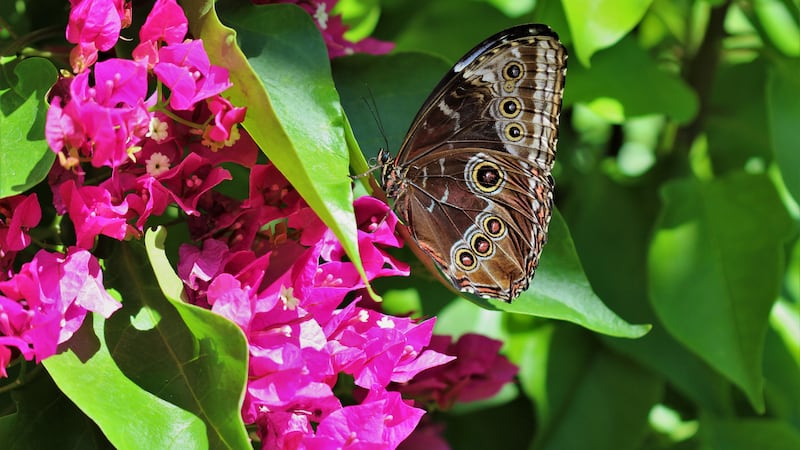Explore holiday events, exhibits, and free child admission deals at Springs Preserve in Las...