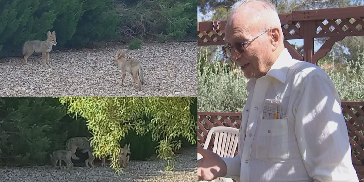 Coyote den takes over 96-year-old Las Vegas resident’s backyard
