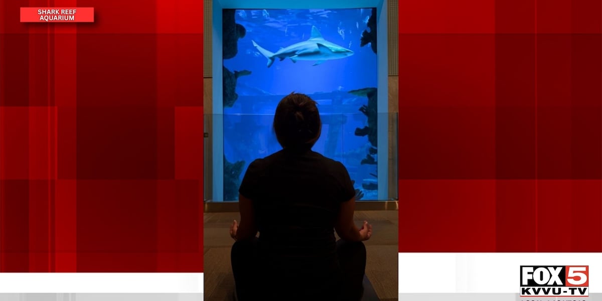 Stretch with Sharks: Shark Reef Aquarium's ‘Yoga with Sharks' returns this fall This site asks for consent to use your data