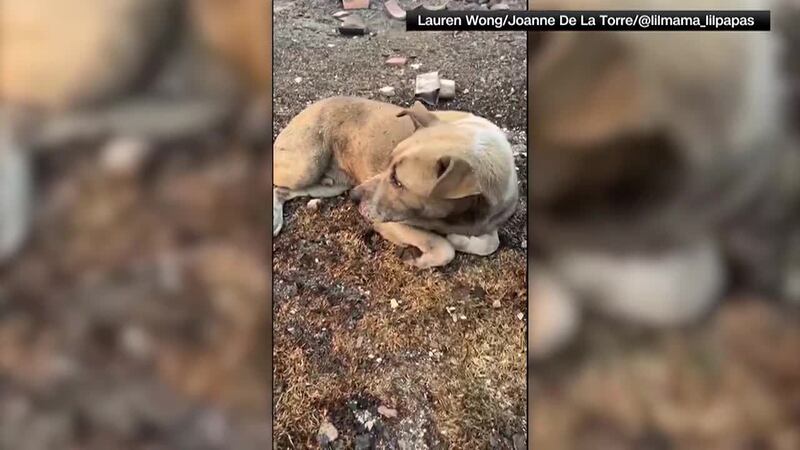 Two friends rescued an injured dog and owl in the aftermath of the Los Angeles wildfires....
