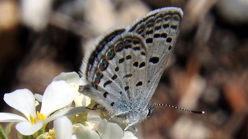 Mount Charleston blue butterfly on Nuttall’s linanthus along the Spring Mountain National...