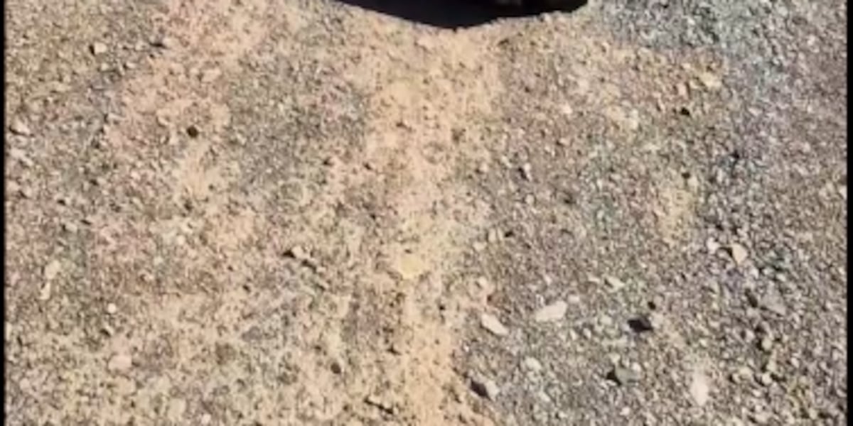 ‘We will never know the answer until someone’s caught’: animals advocates find more dead dogs near Frenchman Mountain ‘We will never know the answer until someone’s caught’: animals advocates find more dead dogs near Frenchman Mountain