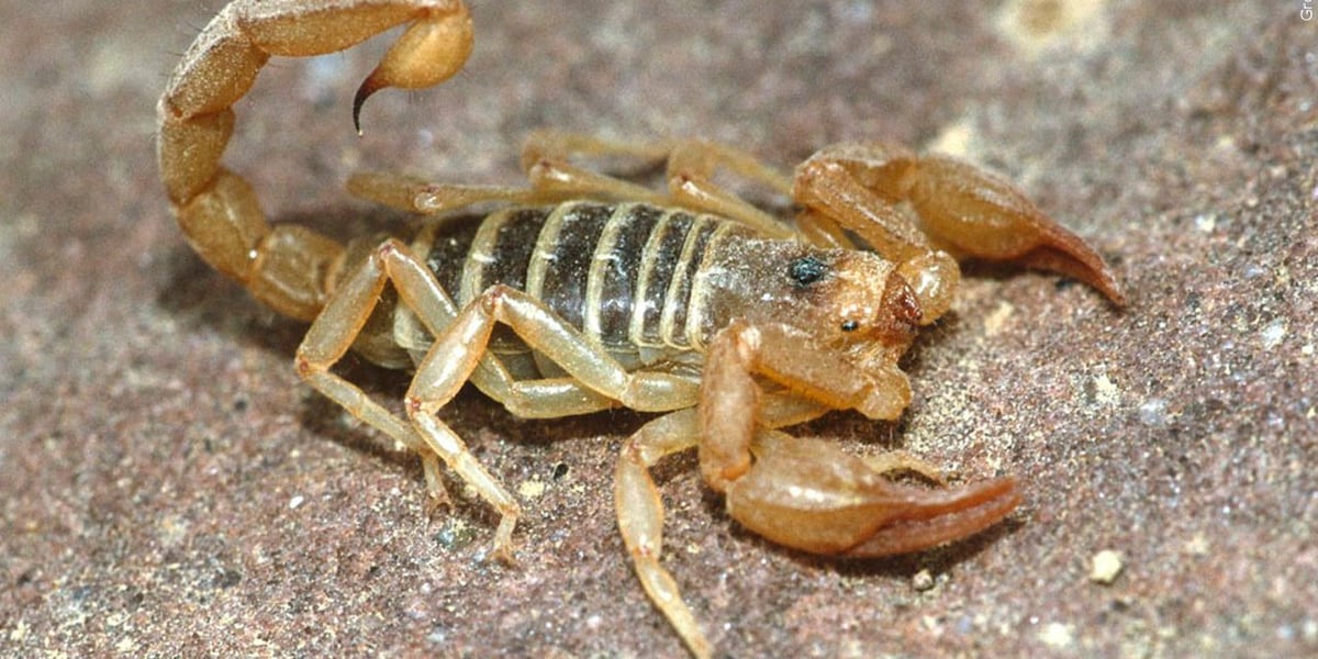 Mice, scorpions on the move as Las Vegas construction pushes pests into neighborhoods