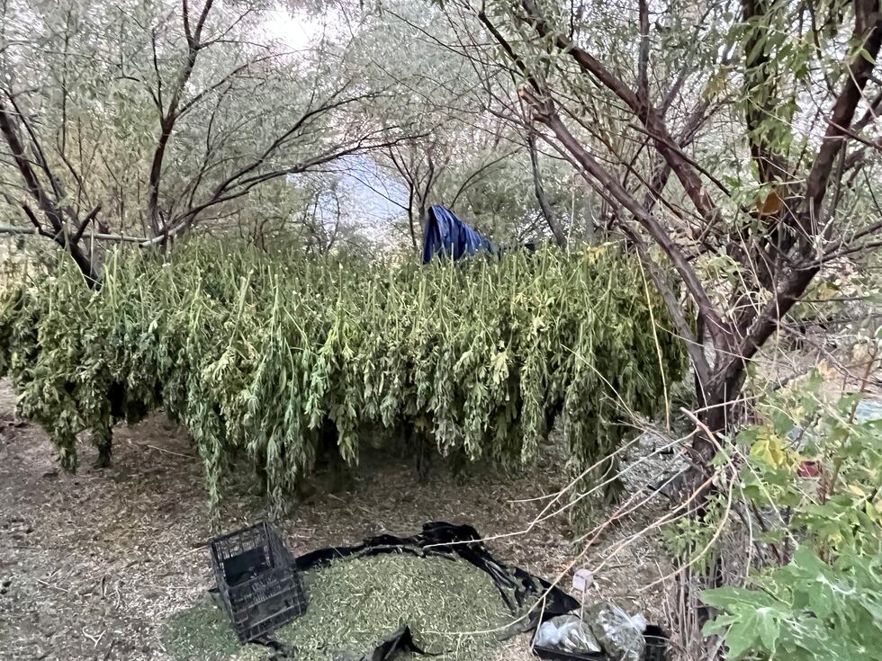 Nye County deputies say they located an illegal marijuana growing operation.