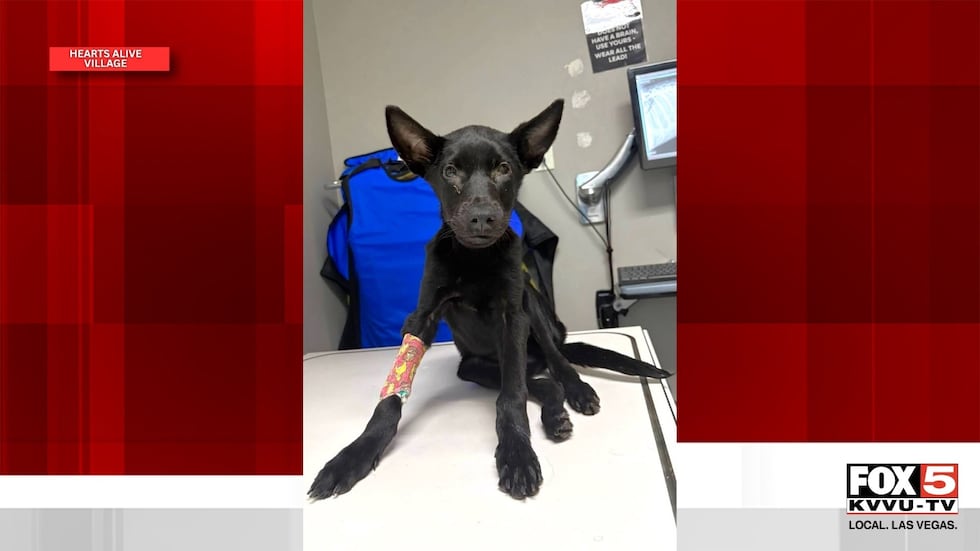 A local rescue group is asking for the public's help location those involved in dumping a...