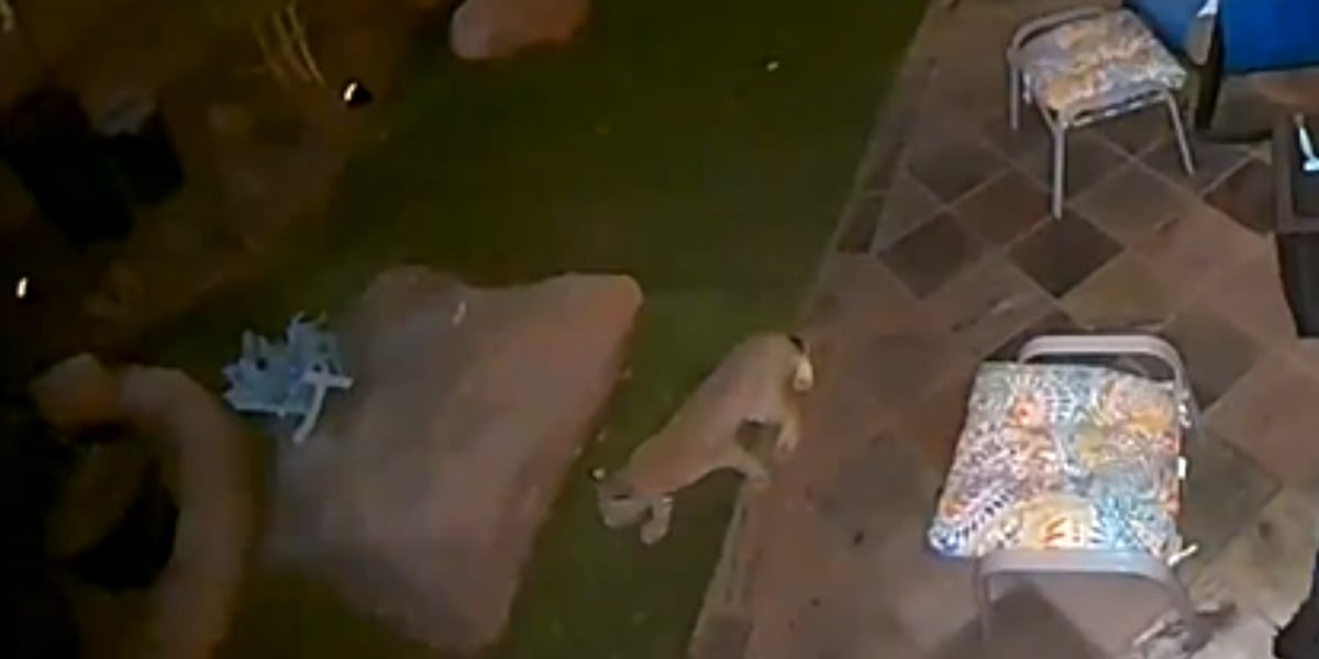 VIDEO: Coyotes and bobcat stroll through Las Vegas Valley backyard VIDEO: Coyotes and bobcat stroll through Las Vegas Valley backyard