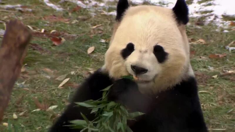 The Smithsonian National Zoo opens its gates ahead of the highly anticipated public debut of...