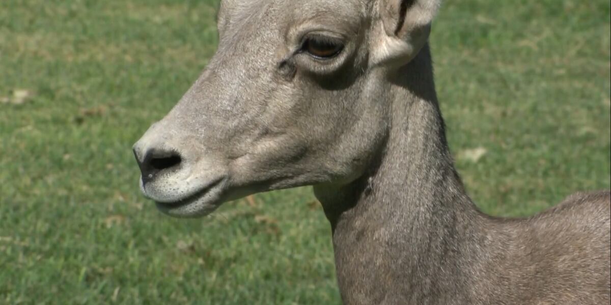 Beloved Boulder City Bighorn Sheep ‘struggling’ with pneumonia Beloved Boulder City Bighorn Sheep ‘struggling’ with pneumonia