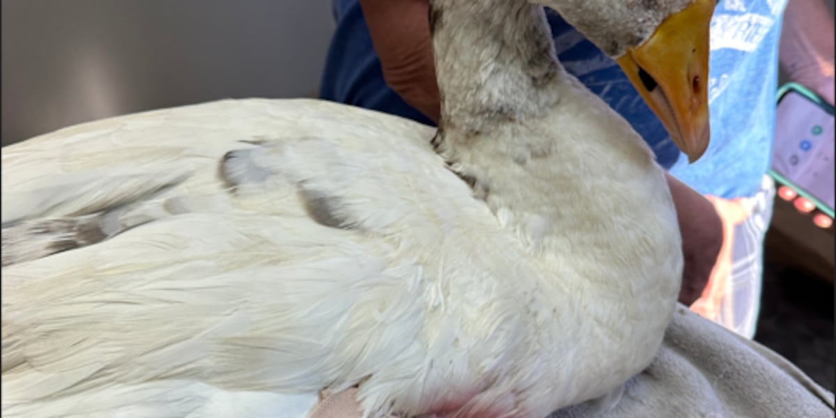 Local animal rescue volunteer on countless ducklings and bunnies dumped with Easter around the corner Local animal rescue volunteer on countless ducklings and bunnies dumped with Easter around the corner