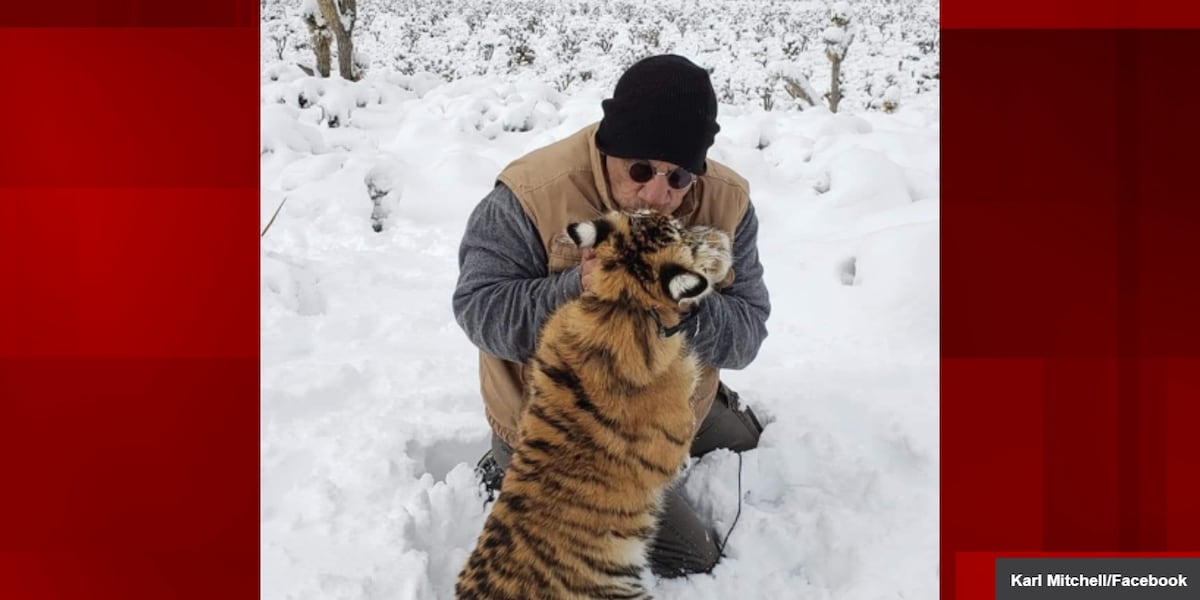 Pahrump man claimed tigers were service animals, court documents reveal Pahrump man claimed tigers were service animals, court documents reveal