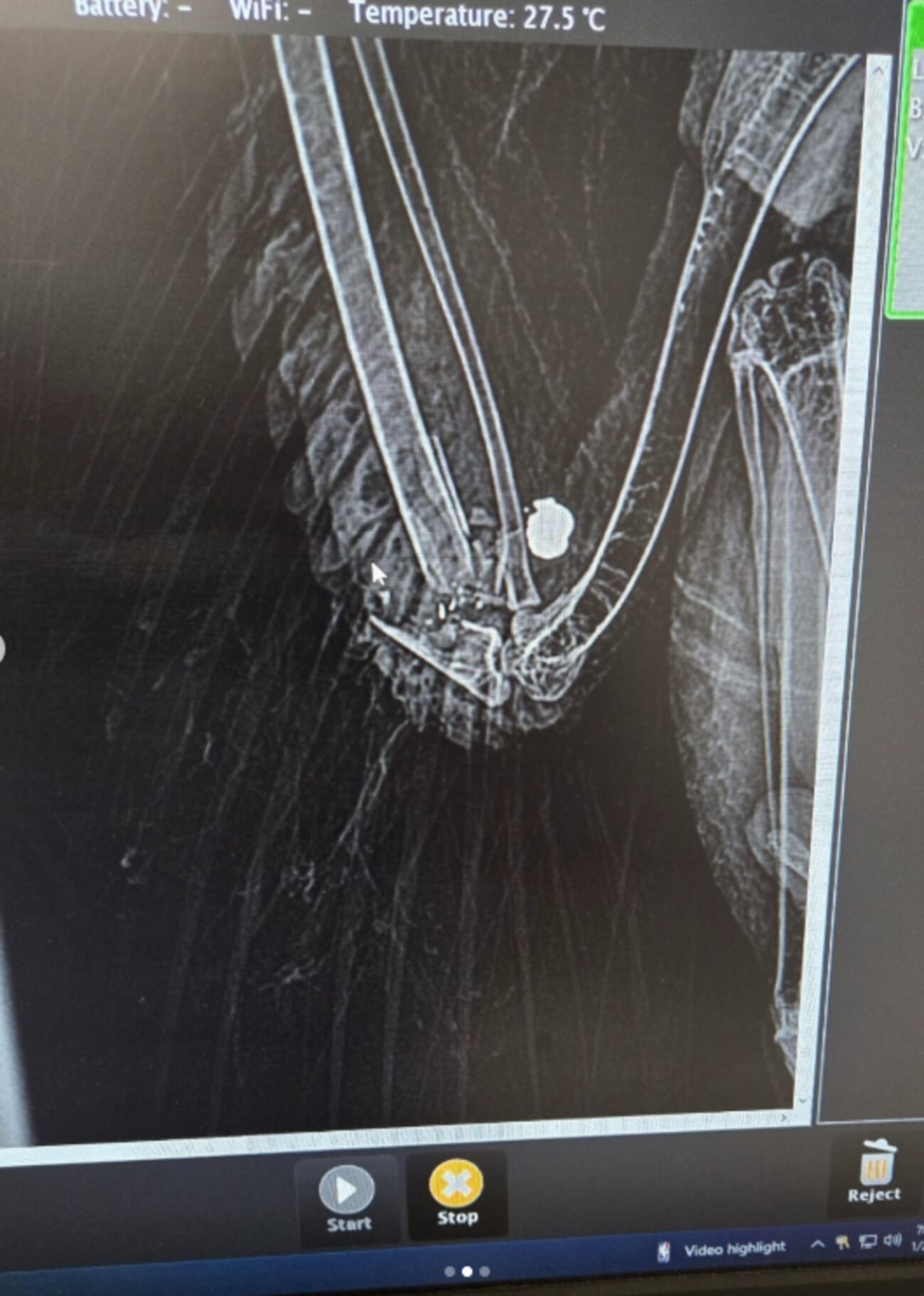 Hawk Pellets Science Henderson Animal Control looking for suspect who shot Red-Tailed Hawk ...