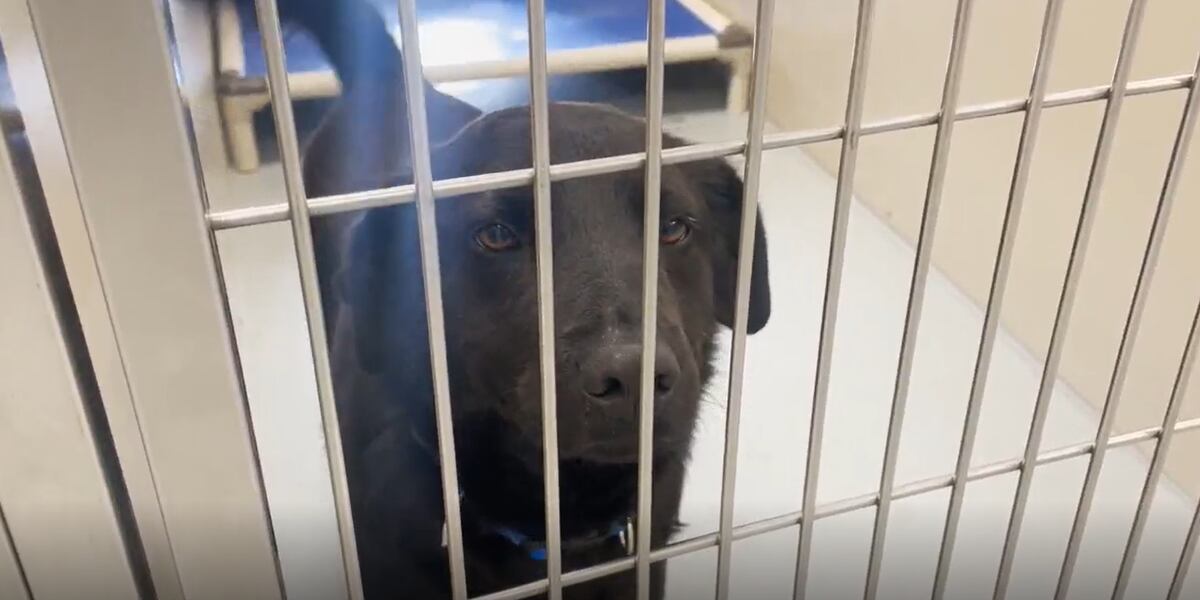 How Henderson residents can adopt a new pet with fees waived How Henderson residents can adopt a new pet with fees waived