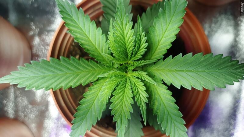 The Albert Lea City Council will be voting on expanding ‘no smoking’ to cannabis products at...