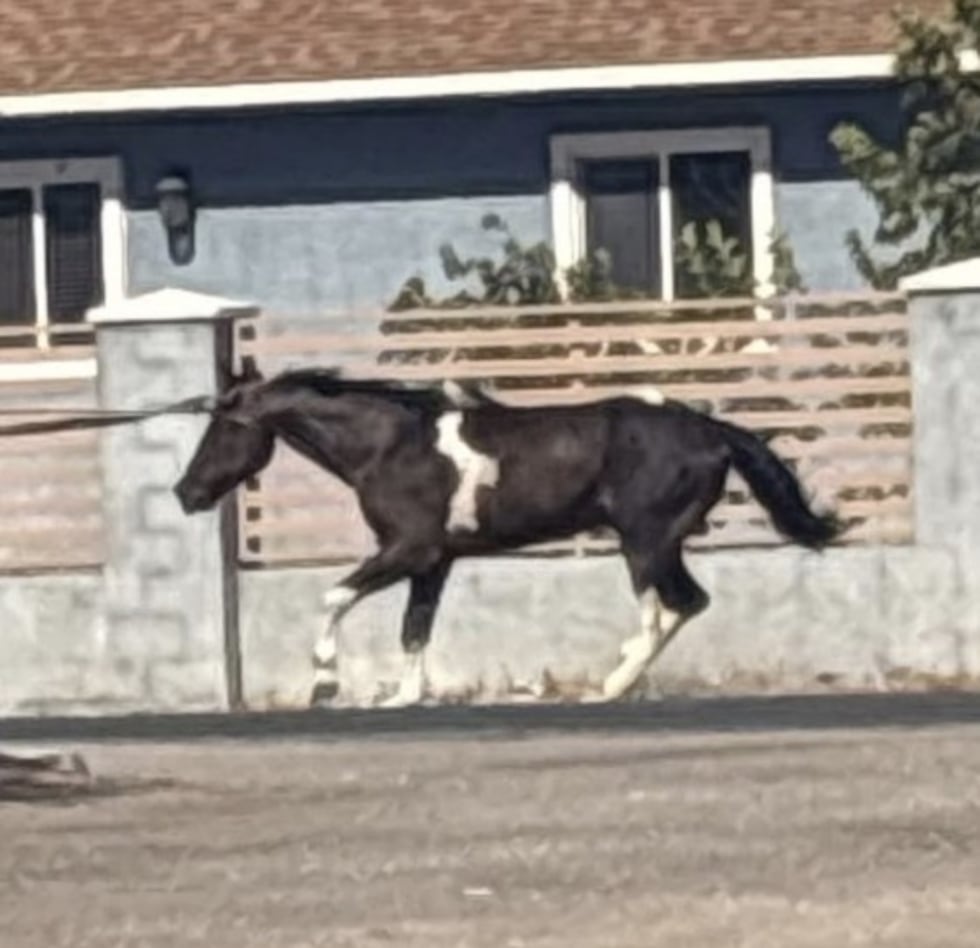 A horse was found dead in east Las Vegas after police say video shows a pickup truck pulling...