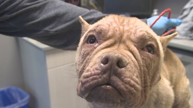 Penny, dog with mange, at the Animal Foundation on Dec. 15, 2022.