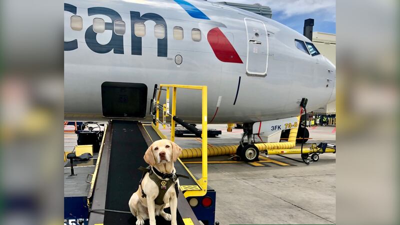 K-9 Roxi died after a suspect "intentionally" crashed into the police vehicle she was in...