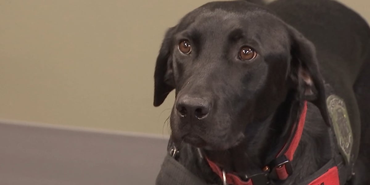 Las Vegas bomb squad adds first detection dog Las Vegas bomb squad adds first detection dog