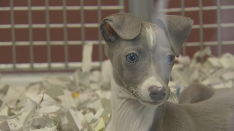 Clark County unanimously passes ban on sale of most pets in stores