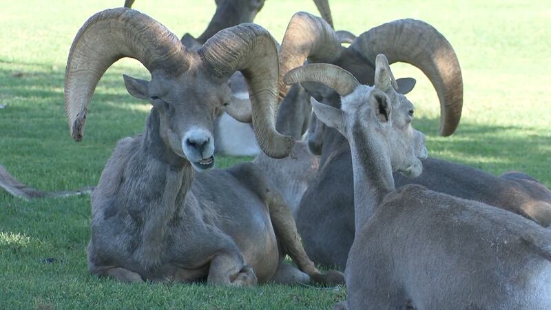 Dozens of Bighorn Sheep call Hemenway Park home, but the staple in the Boulder City community...