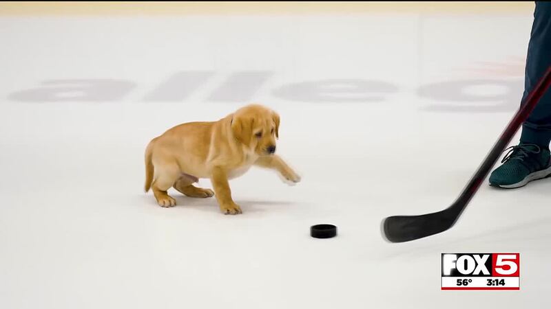 The Vegas Golden Knights dog named Maverick is headed to New York for further service dog...