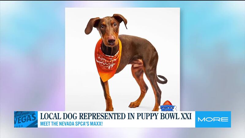 Meet Nevada SPCA's Maxx!
