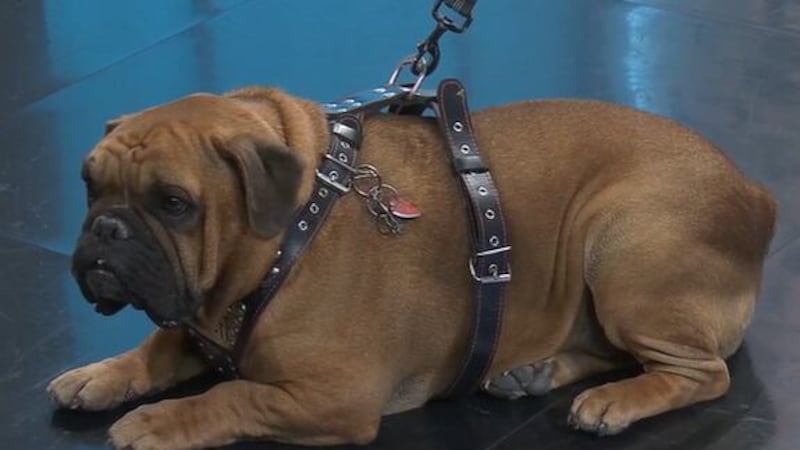 Elite Therapy Dogs help anxiety victims - Calm K9s - Courtroom Critters - Hufflepuff and...