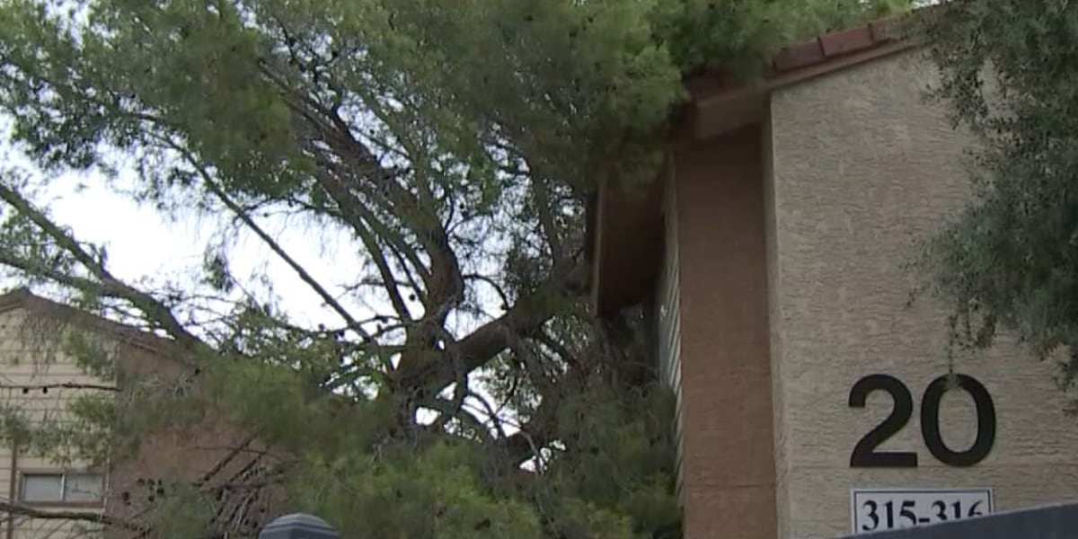 Las Vegas tree service companies responding to uprooted trees after dust storm