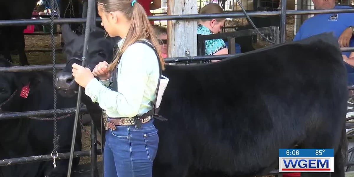 Marion County Fair Beef Show 2026