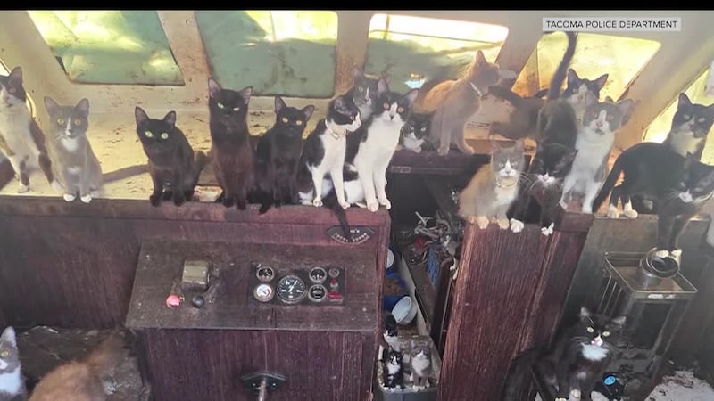 More than 50 cats were rescued from an abandoned sailboat in Tacoma, Washington.